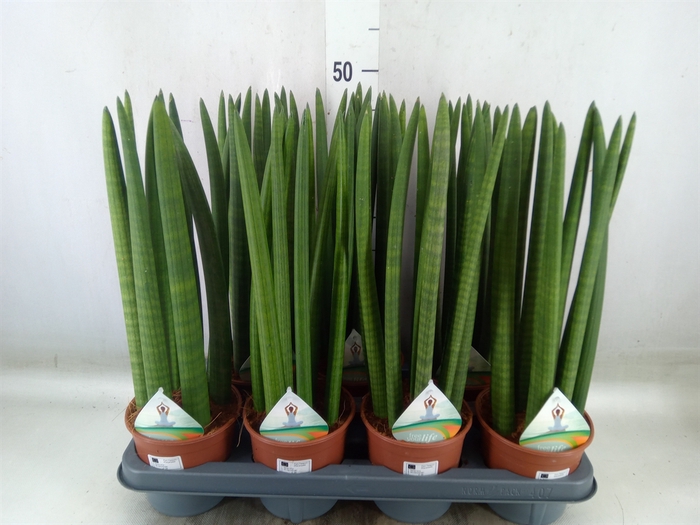 <h4>Sansevieria cyl.  ...</h4>