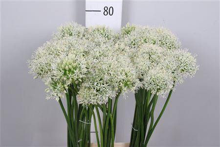 <h4>Allium Mount Everest</h4>