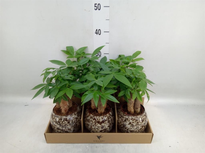 <h4>Pachira aquatica</h4>