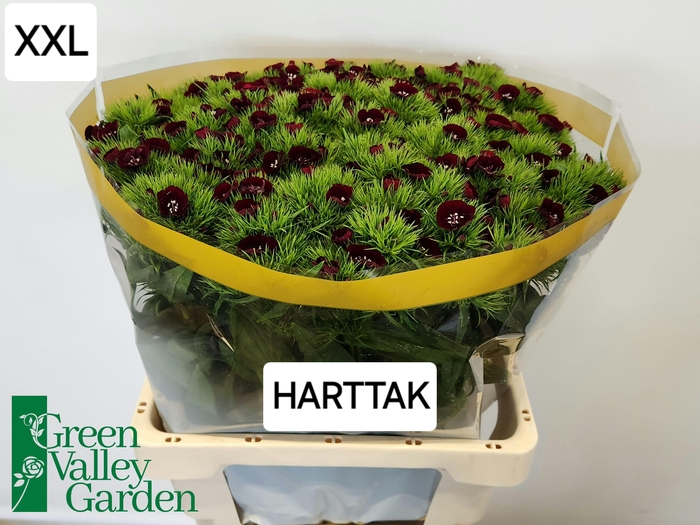 <h4>DI BARB WILL BL CHER</h4>