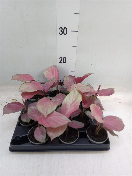 <h4>Calathea ...</h4>