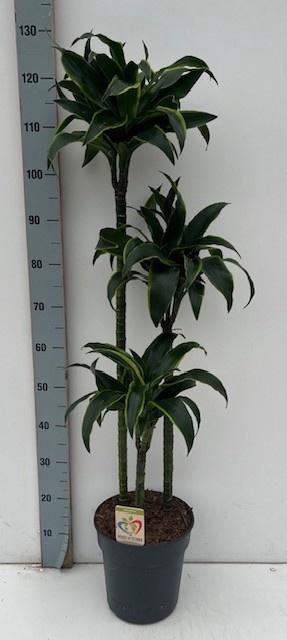 <h4>DRA COMP DORADO</h4>