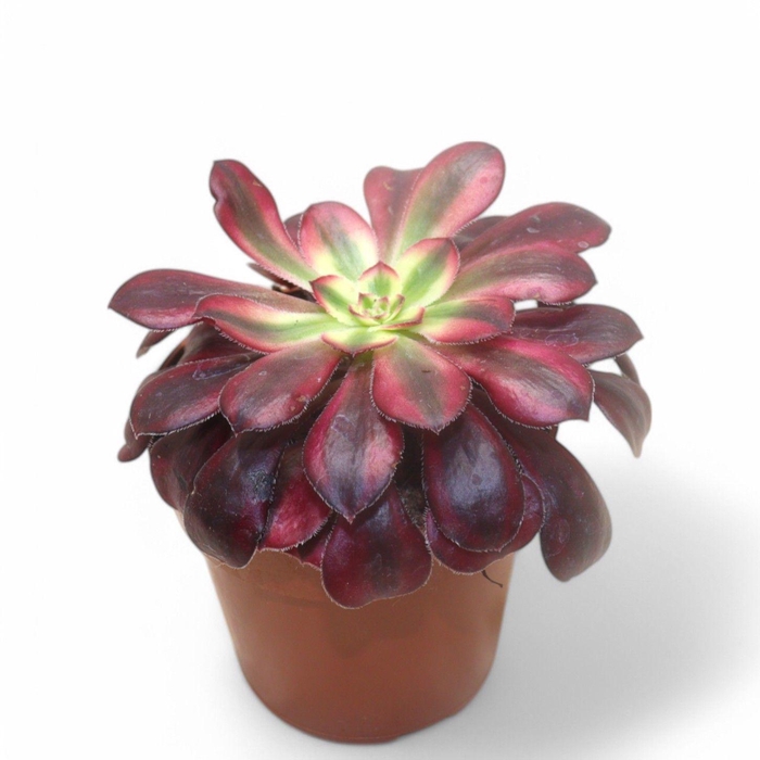 <h4>Aeonium Medusa</h4>