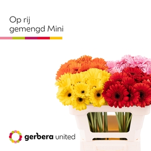 Germini Mix 4 kleuren Water