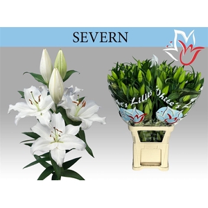 Li Or Severn
