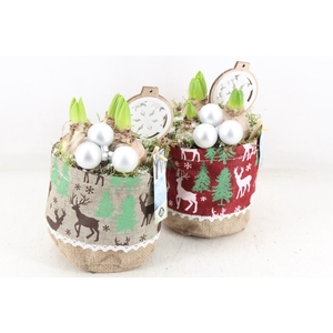 arr4 Hyacint JS - Christmas bag x6