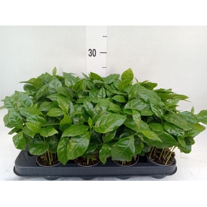Coffea arabica