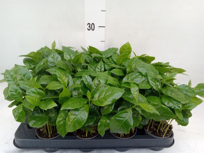 <h4>Coffea arabica</h4>