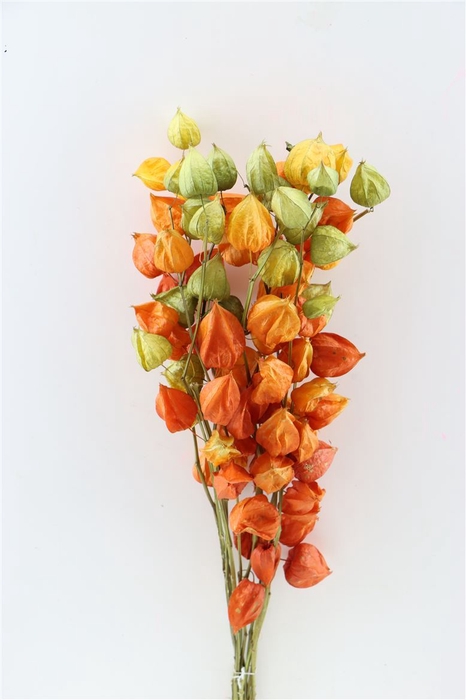 <h4>Dried Physalis Orange Natural Bunch</h4>