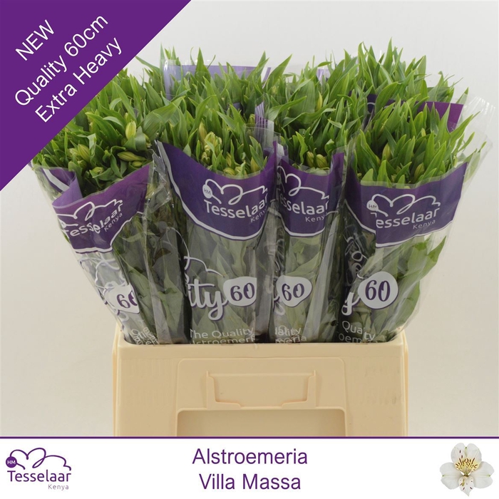 <h4>Alstroemeria Villa Massa | Quality 60</h4>