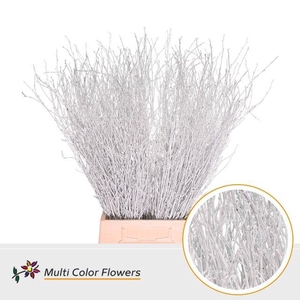 Betula Ov Klb H% Wit