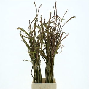 Salix Sekka Bandwilg