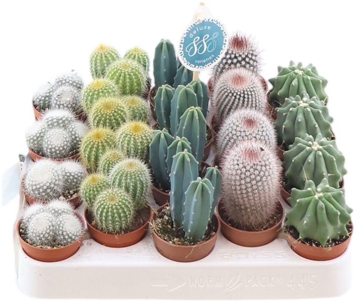 <h4>Cactus Gemengd Santiago</h4>