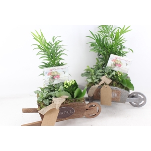 arr2 TD - Hout kruiwagen - roze/wit