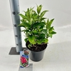 Buddleja Butterfly Candy Little Rub