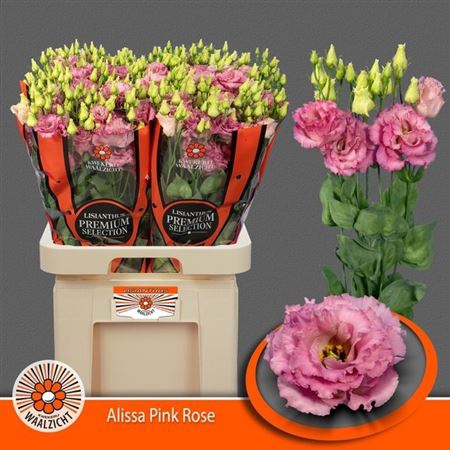 <h4>Eus G Alissa Rose Pink</h4>