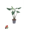 Alocasia Overig Zebrina