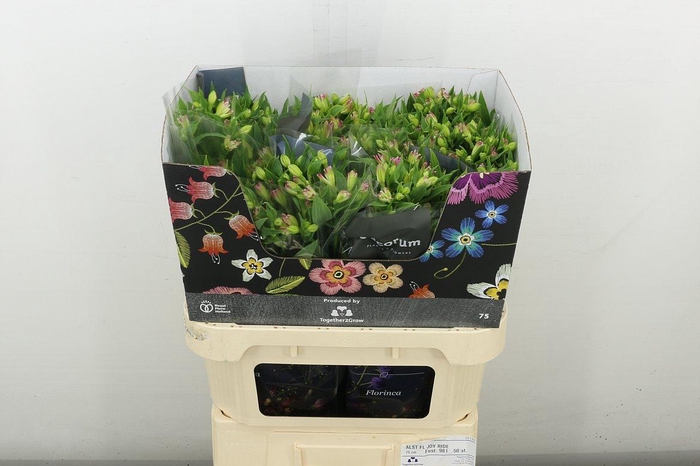 <h4>Alstr Fl Joy Ride</h4>