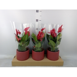 Anthurium  'Banderola Lava'