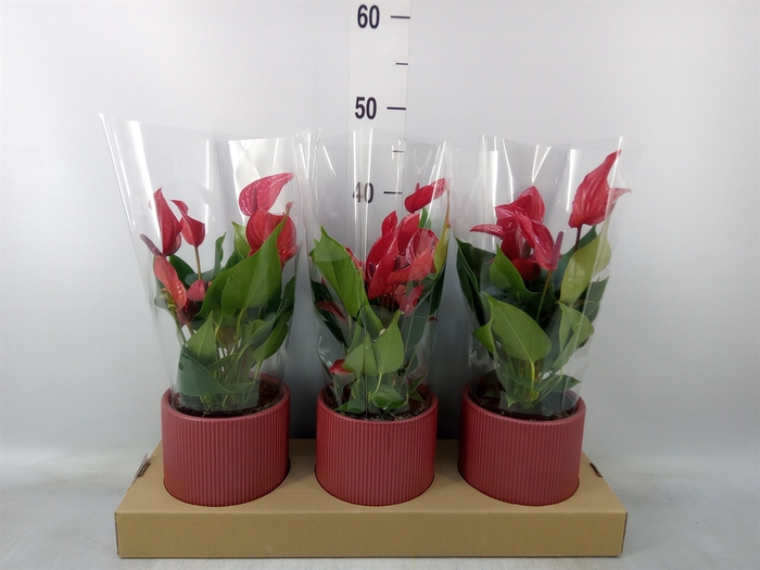 <h4>Anthurium  'Banderola Lava'</h4>