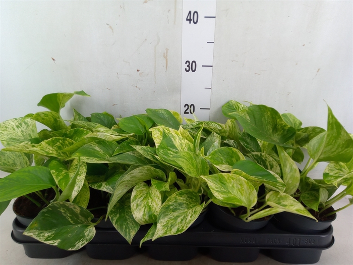 <h4>Epipremnum pinn. 'Marble Queen'</h4>