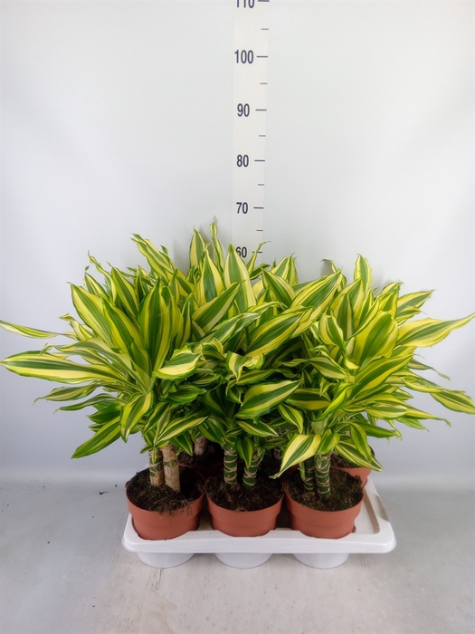 <h4>Dracaena frag.   ...</h4>