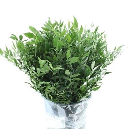 <h4>RUSCUS ACULEATUS BS</h4>