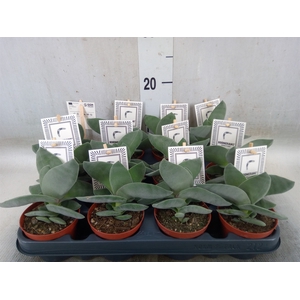Crassula  'Boomerang'