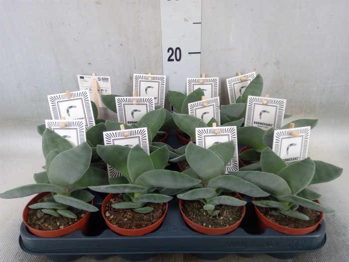 <h4>Crassula  'Boomerang'</h4>