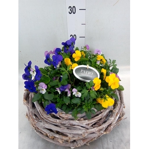 Arr.   Perkplanten L%