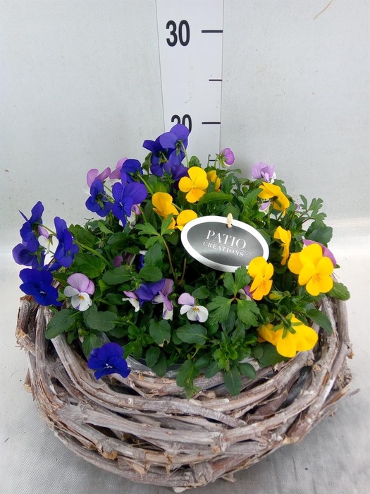 <h4>Arr.   Perkplanten L%</h4>