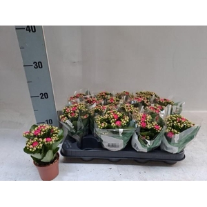 KALAN CALAN ROSALINA PINK P7