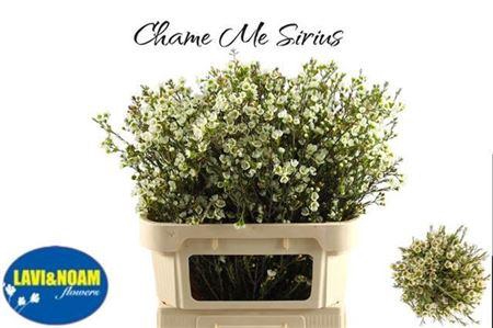 Chame Me Sirius