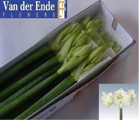 <h4>Hippeastrum mont blanc</h4>