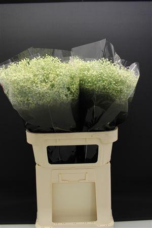 <h4>Gyps Fijn Creme</h4>