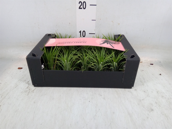 <h4>Tillandsia ionantha</h4>