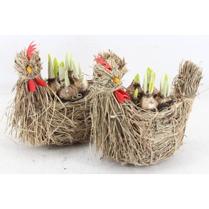 arr4 Narcis MB - Stro kip 338/8