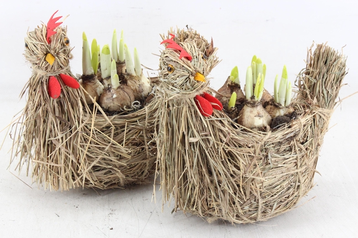 <h4>arr4 Narcis MB - Stro kip 338/8</h4>