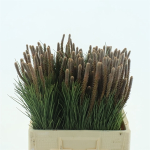 Pinus Club De Placer (5 Stems P Bunch)