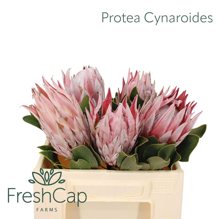 <h4>Protea Cynaroides</h4>