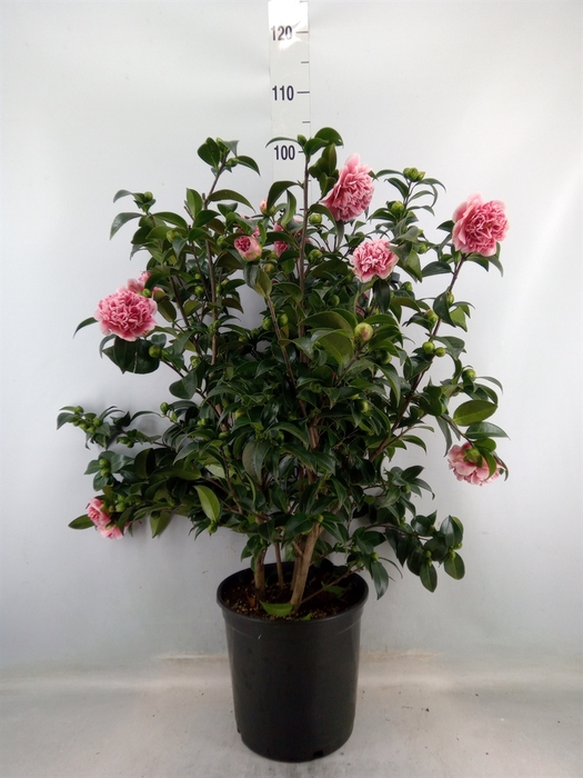 <h4>Camellia   ...</h4>