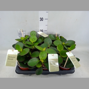 Peperomia clusiifolia 'Red Margin'