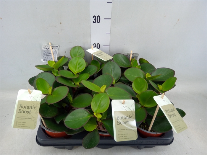 <h4>Peperomia clusiifolia 'Red Margin'</h4>