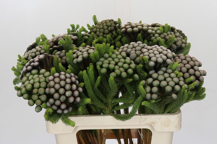 <h4>Cape Green Albiflora</h4>