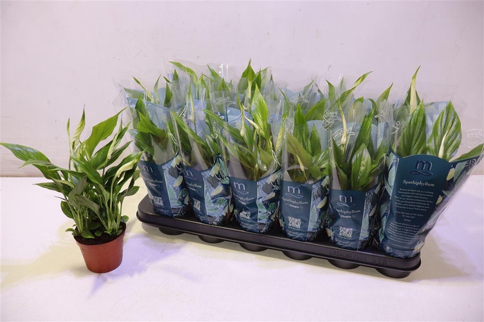 <h4>arr8 Spath Chopin</h4>