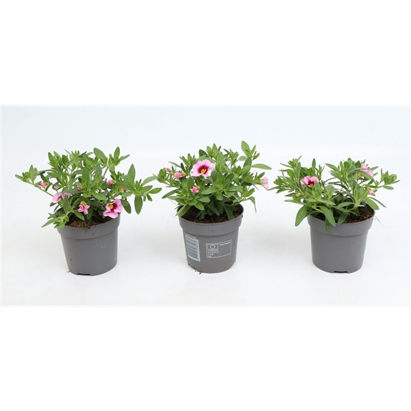 <h4>Calibrachoa Cabaret Light Pink Eye</h4>