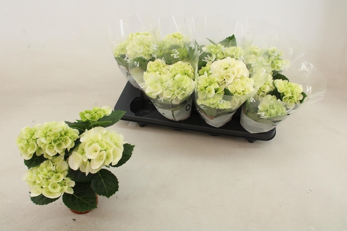 <h4>HYDR M HI WHITE SUN P10 3+</h4>