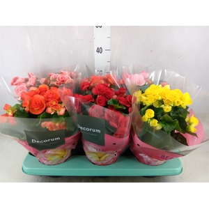 Begonia elat. DU   ...mix