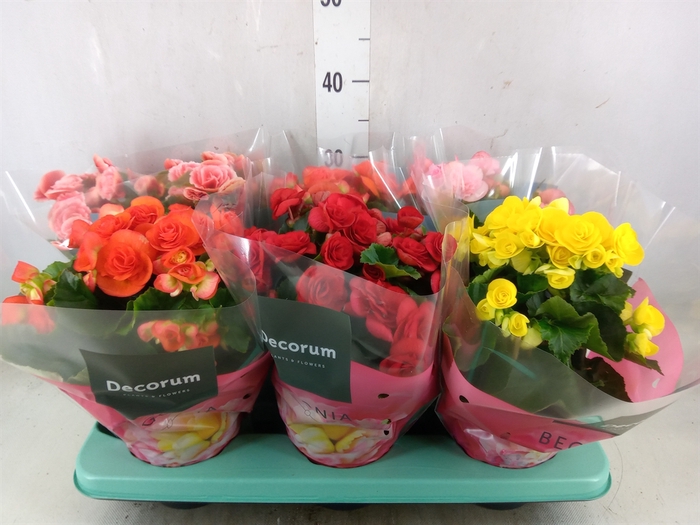 <h4>Begonia elat. DU   ...mix</h4>