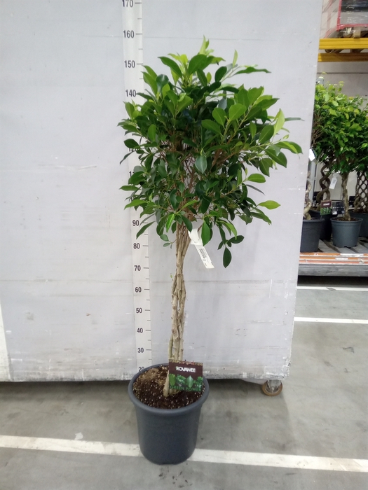 <h4>Ficus microcarpa   ...</h4>